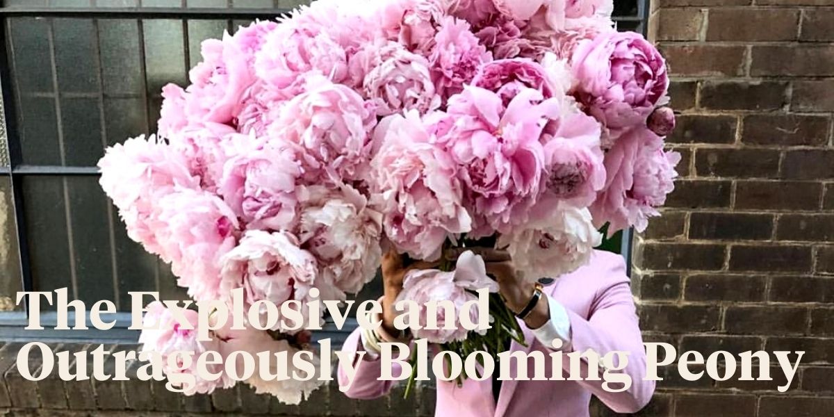 everything-you-want-to-know-about-peonies-header
