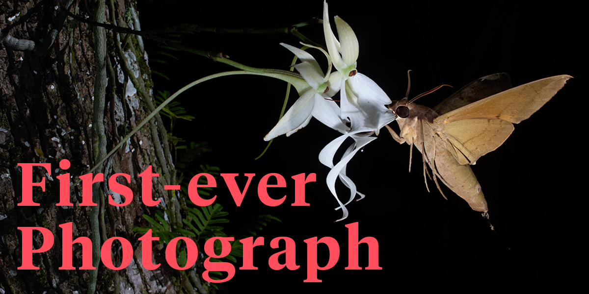 chasing-ghosts-a-new-discovery-that-upends-what-we-thought-we-know-about-ghost-orchids-header