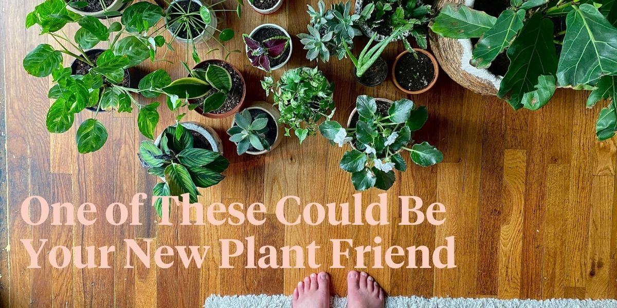15-rare-houseplants-you-will-love-header