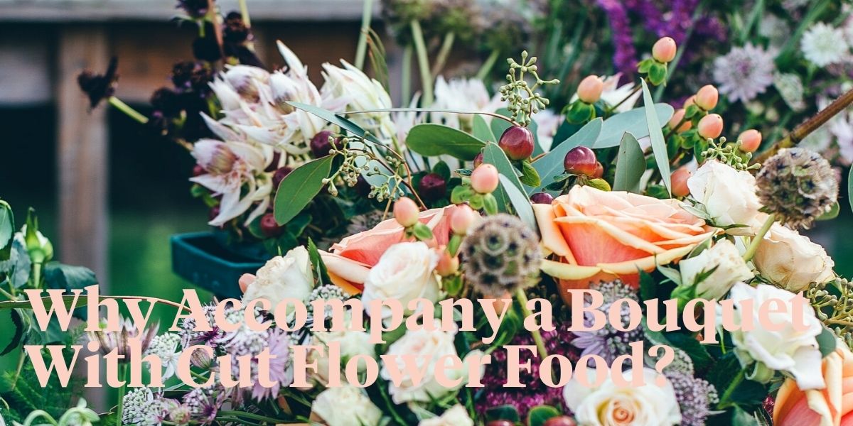 why-its-important-to-use-flower-food-for-your-flowers-header