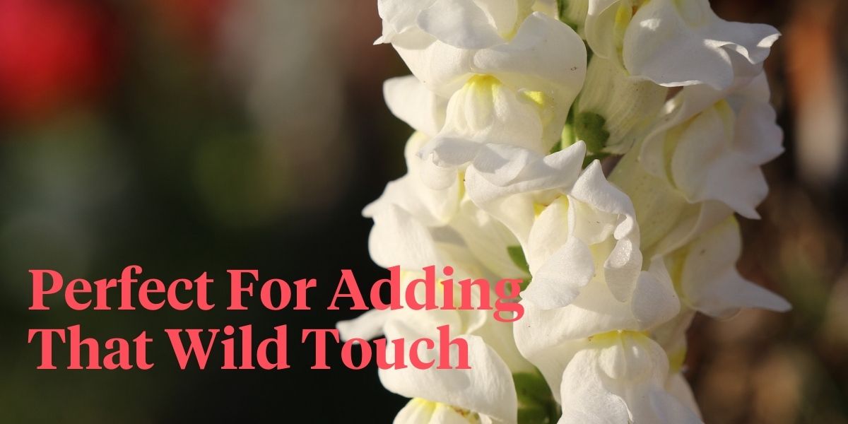 what-you-need-to-know-about-the-gorgeous-antirrhinum-header