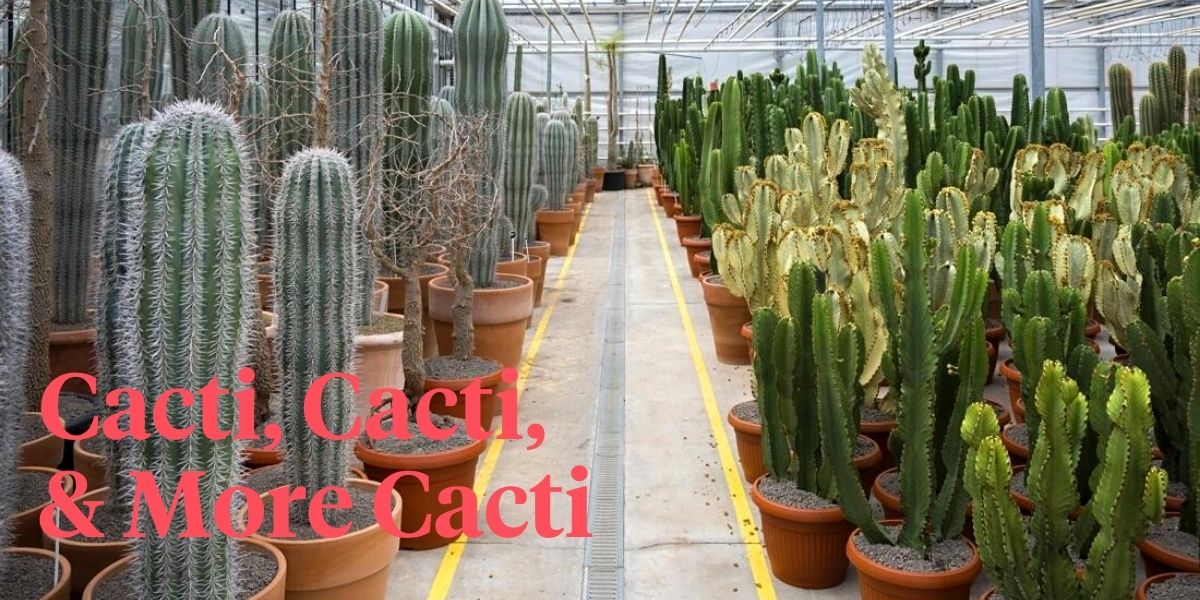 cactus-nursery-ariane-the-valhalla-for-cactus-lovers-header