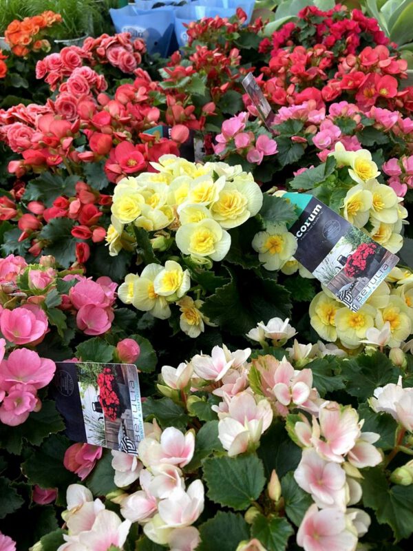 Davide Floris - Decorum label on Begonias - On Thursd.