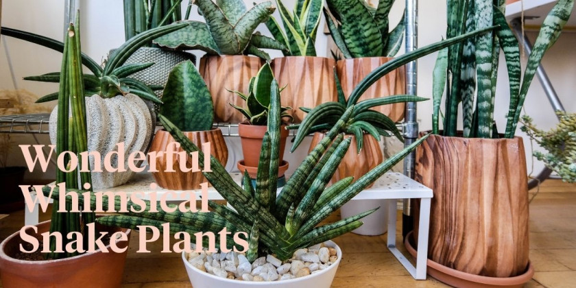 10 Snake Plant Varieties To Add To Your Collection Thursd