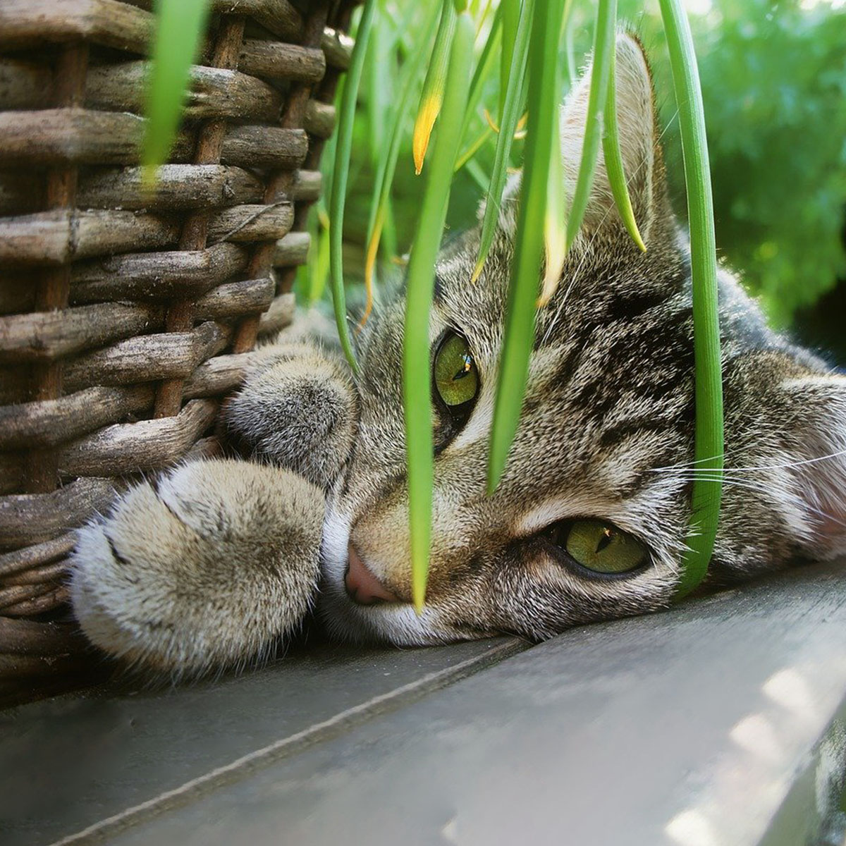pet-friendly-houseplants-safe-for-cats-and-dogs-featured