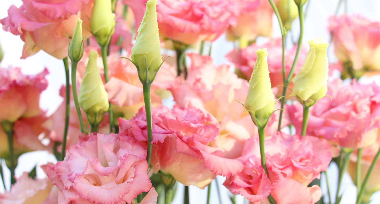 Montana pink lisianthus