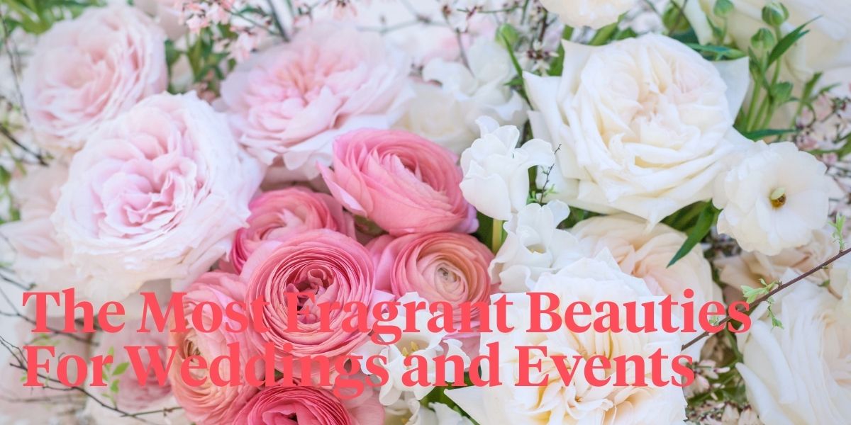 the-10-best-scented-roses-for-2021-header