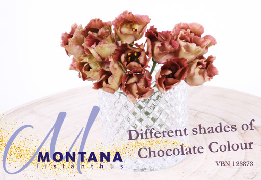 Decorum grower Montana Lisianthus - Chocolate Lisianthus - on Thursd.