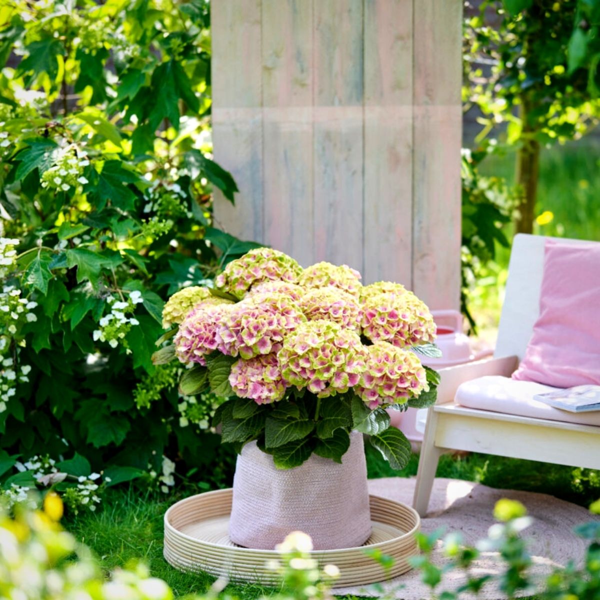 magical-jewel-surprises-garden-hydrangea-enthusiasts-featured