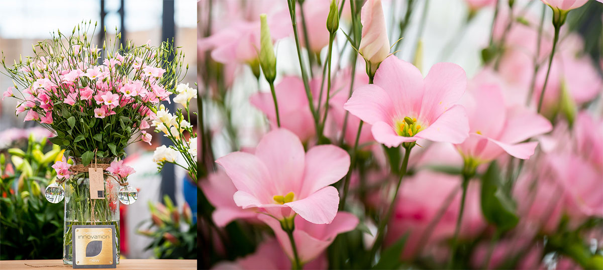 Lisianthus Botanic Pink