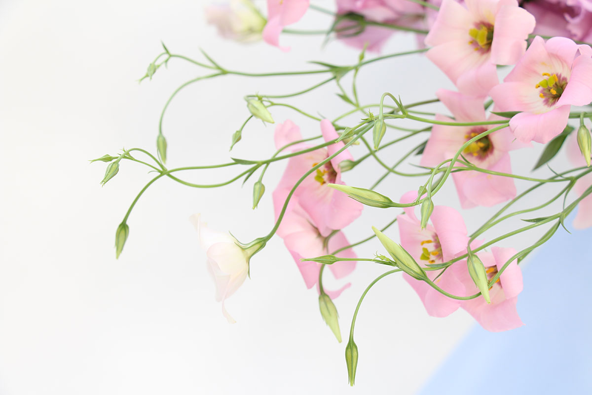 Lisianthus Botanic Pink