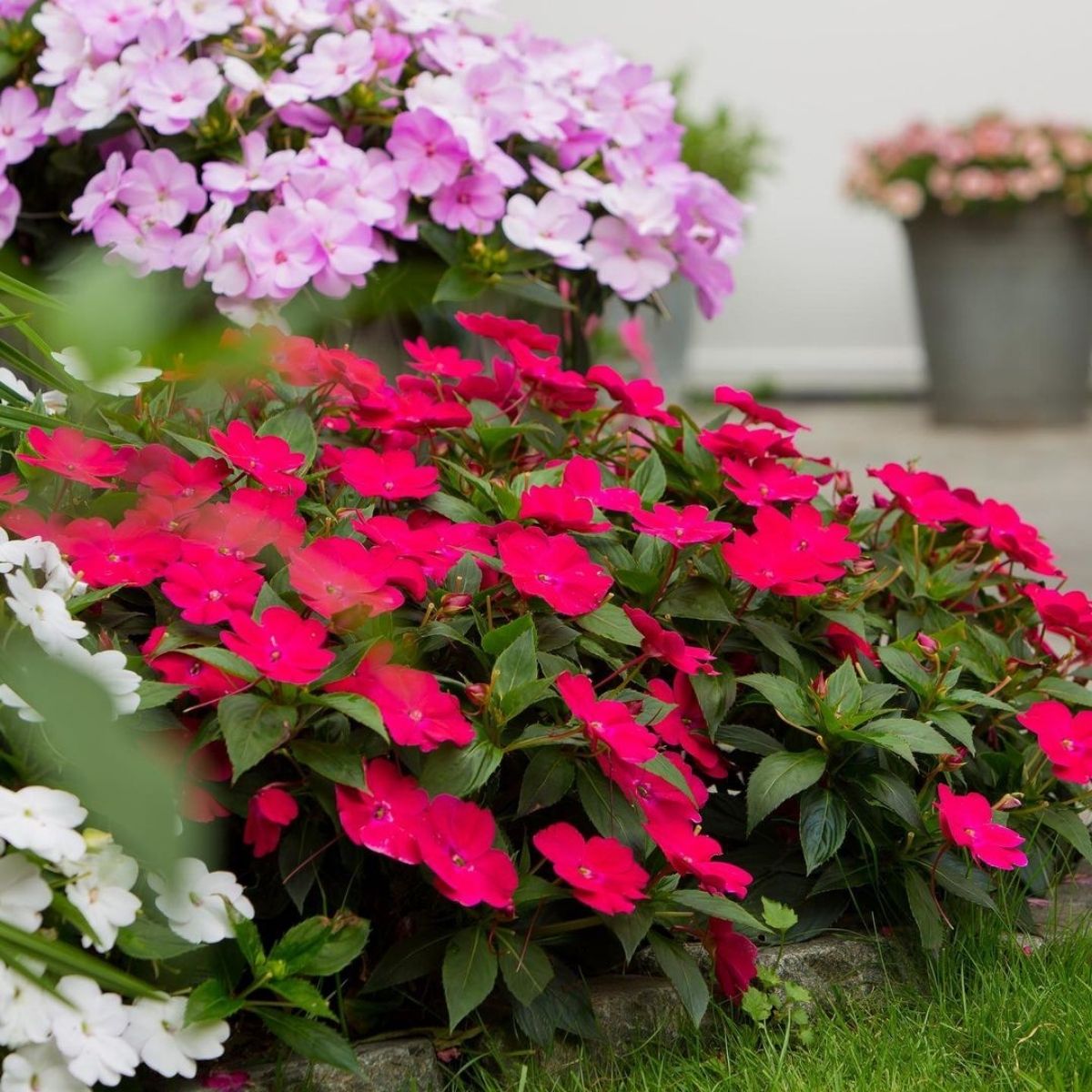 spend-your-summer-with-sunpatiens-featured