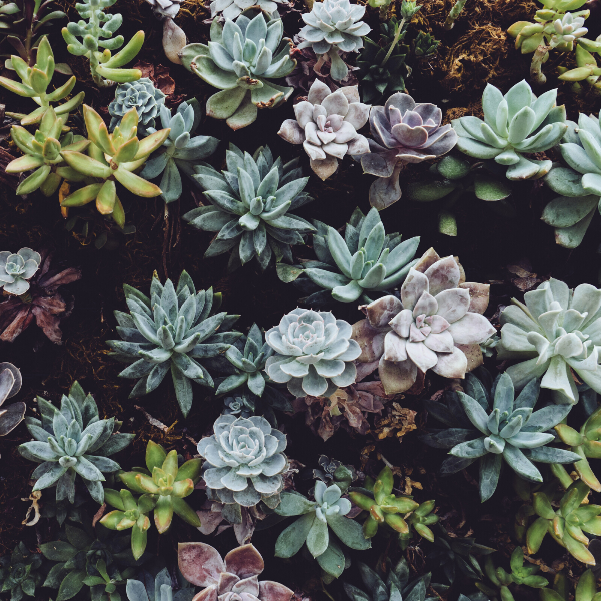 thursd-feature-succulent-care-guide-how-to-care-for-succulents