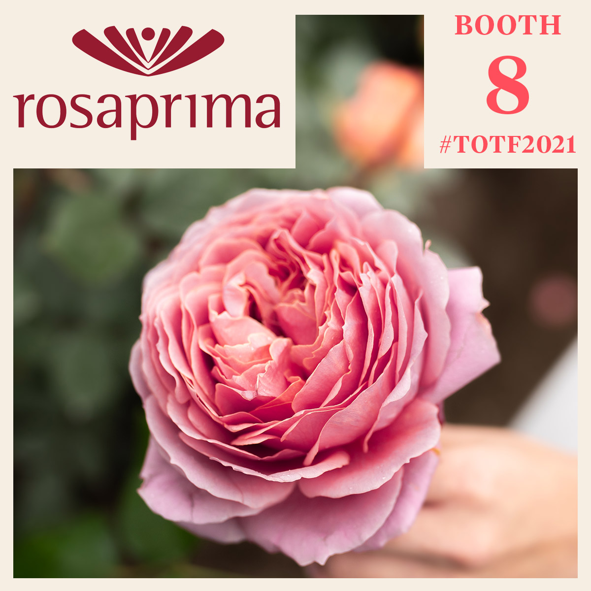 the-legendary-rosaprima-rose-featured