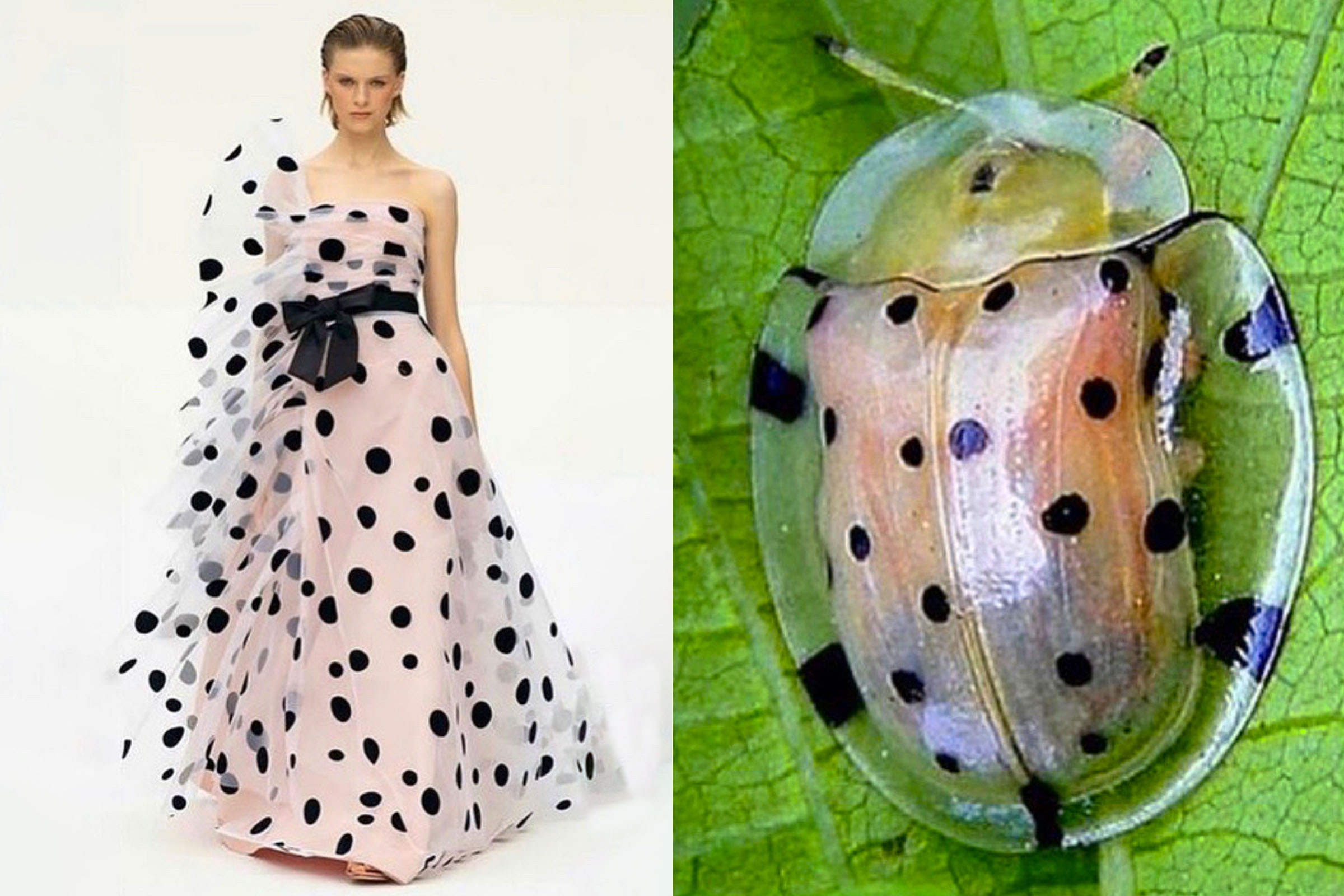 12-best-insect-inspired-fashion-and-floral-designs-featured
