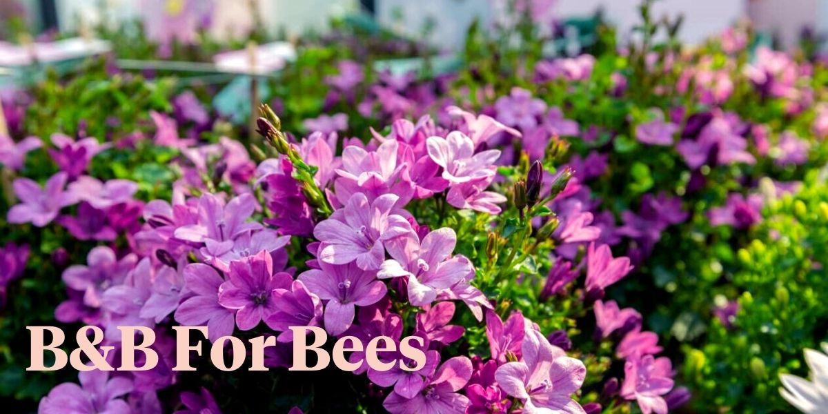 the-first-beeb-for-a-bee-friendly-and-blooming-overnight-stay-header