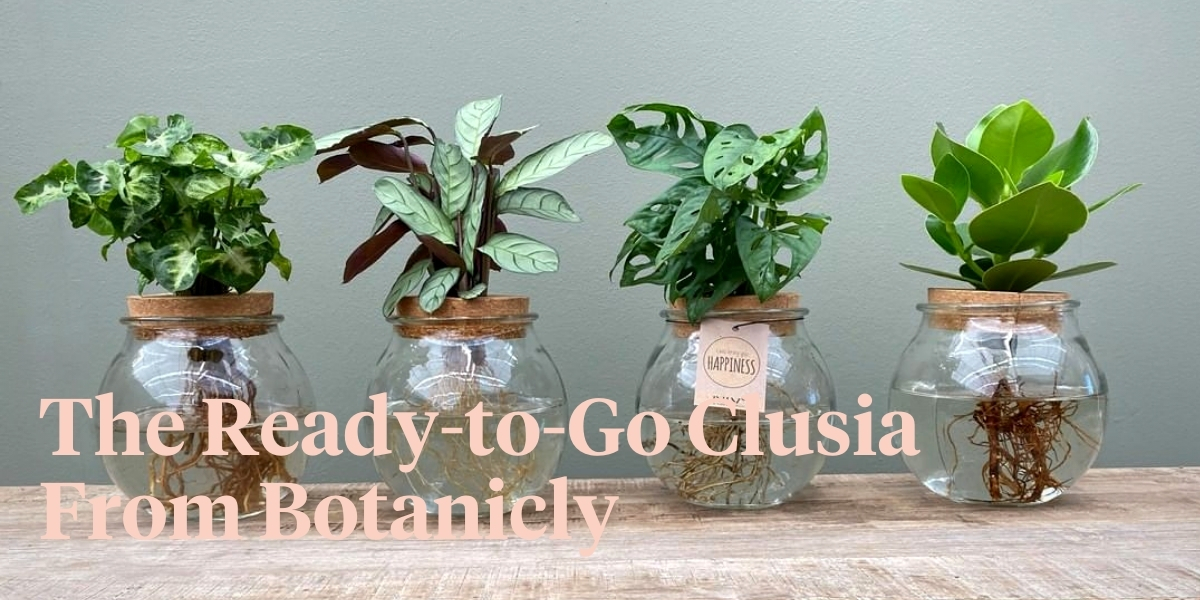 clusia-is-the-perfect-hydroponic-houseplant-header