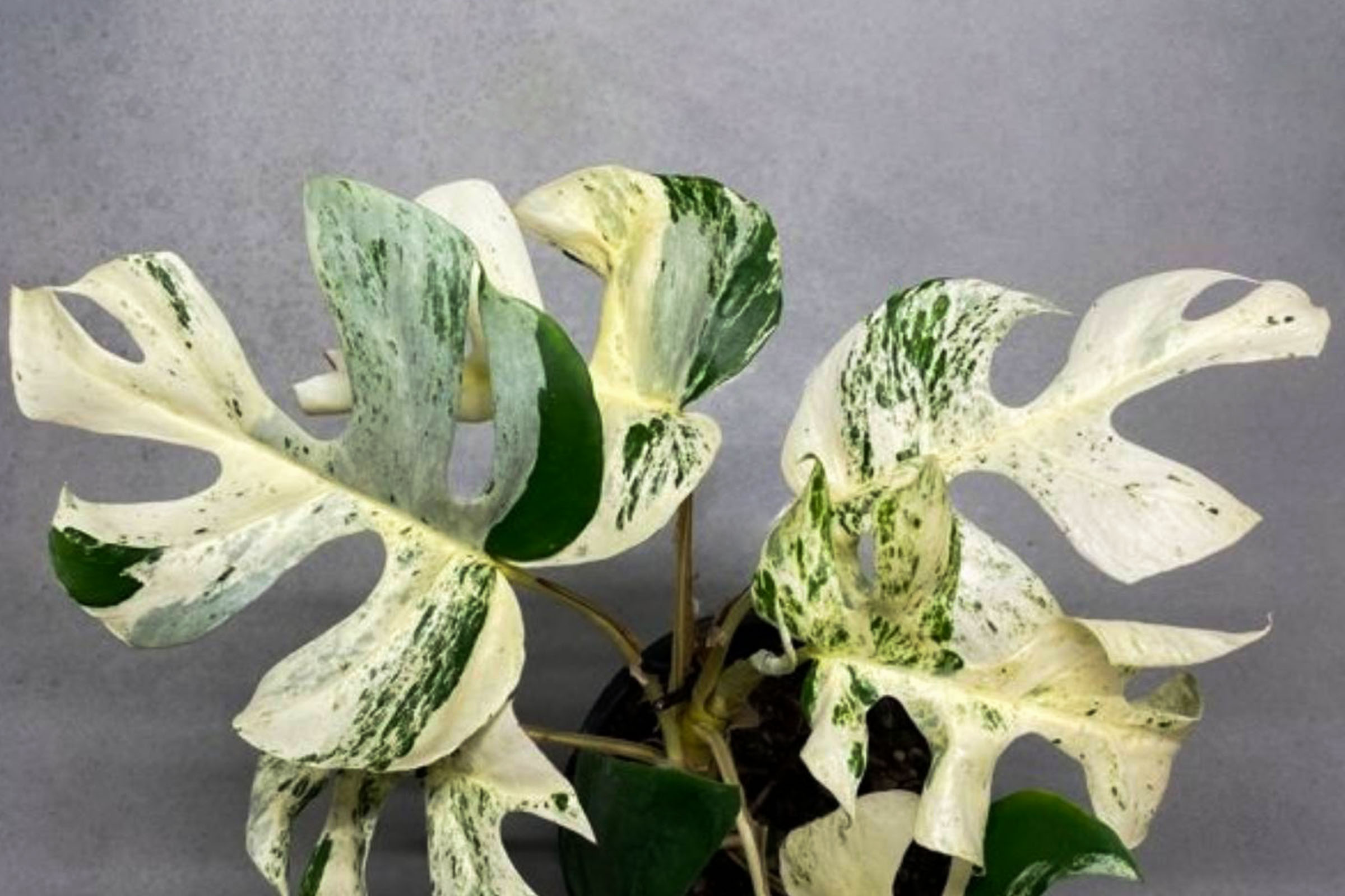 Rare Variegated Monstera Minima (Rhaphidophora Tetrasperma) Plant Sold for Over $ 19,000