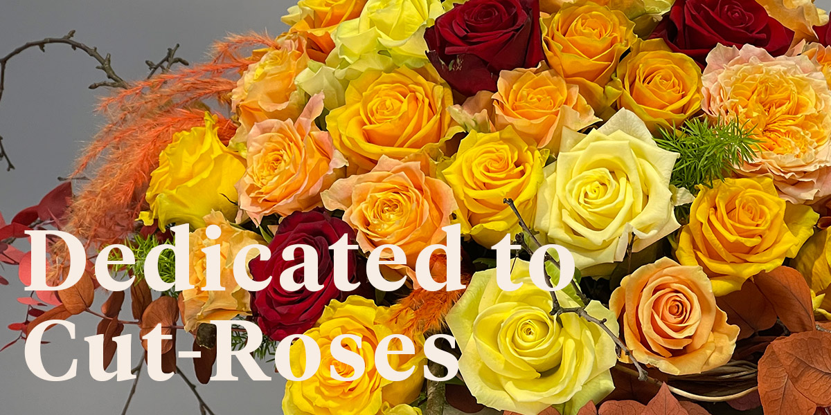 rosen-tantau-introduces-a-brand-new-website-for-cut-roses-header