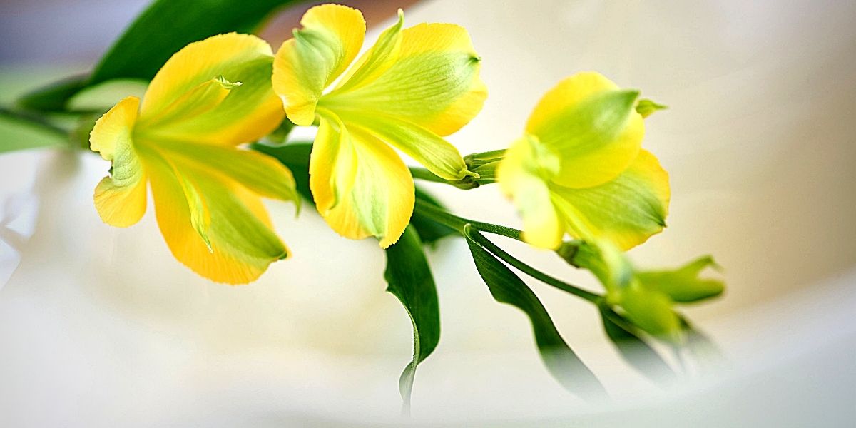 charmelia-yellow-now-is-available-to-florists-around-the-globe-featured