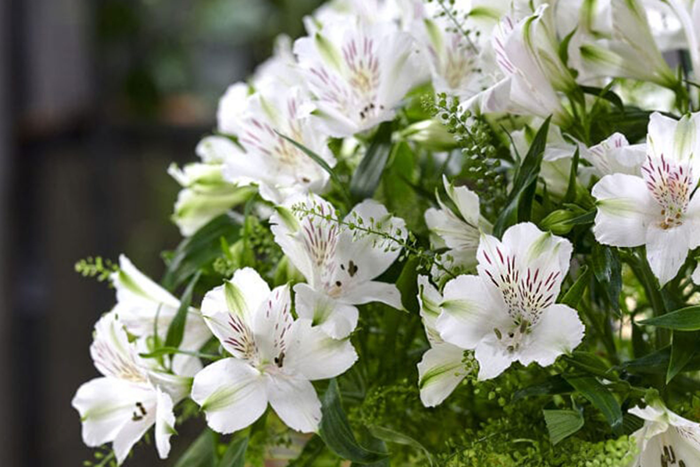 virgin-queen-a-radiant-white-alstroemeria-with-xxl-flowers-featured