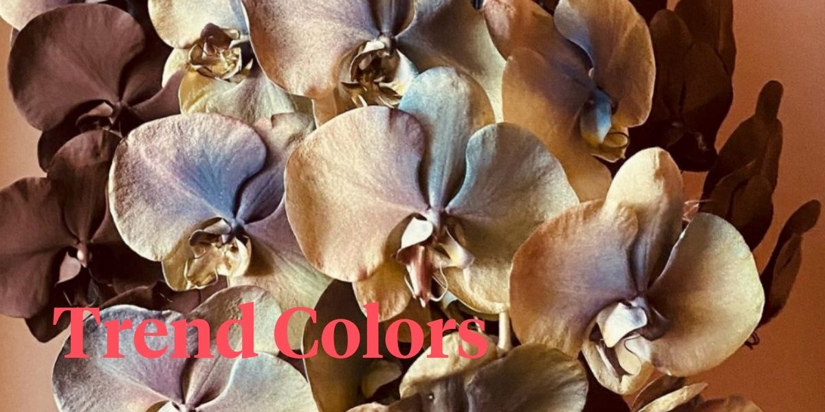 chocolate-and-brown-tones-phalaenopsis-at-flowers-vasette-header