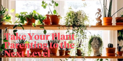 The 7 Easiest Houseplants to Propagate - Article onThursd