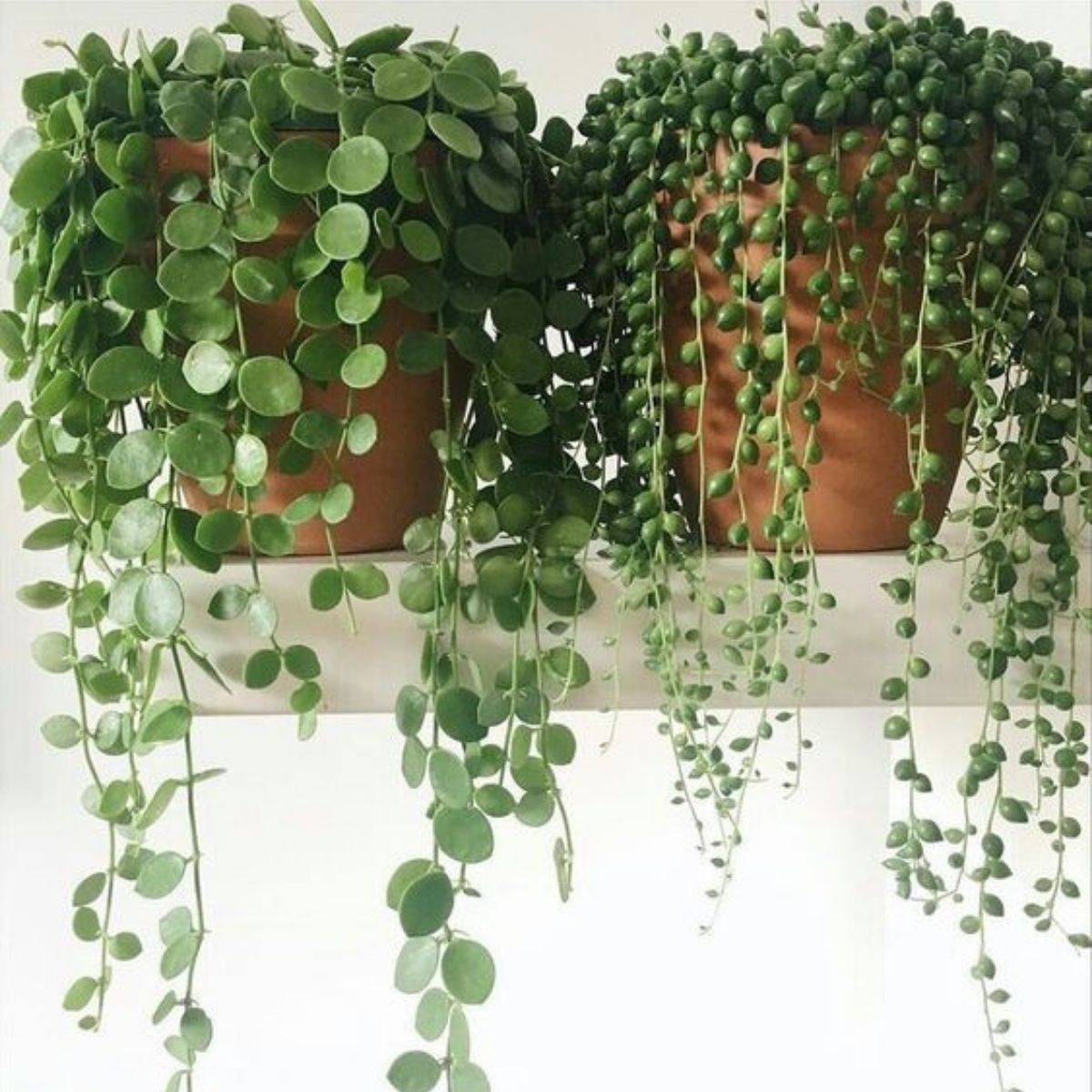 Short Article Reveals The Undeniable Facts About How Long Do Kalanchoe Flowers Last And How It Can Affect You