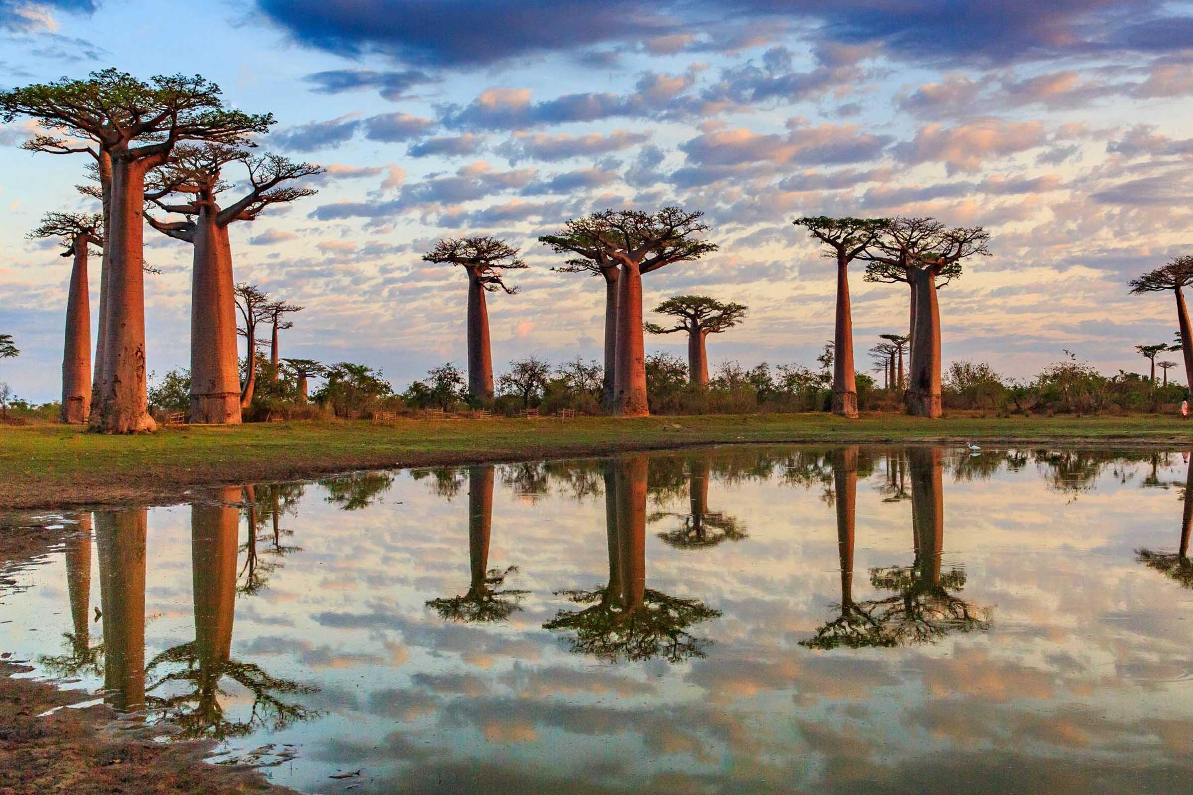 Majestic Photos by Beth Moon Capture the Population of Madagascar’s ...