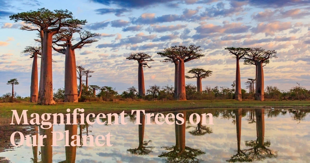 8 Most rare trees found on earth