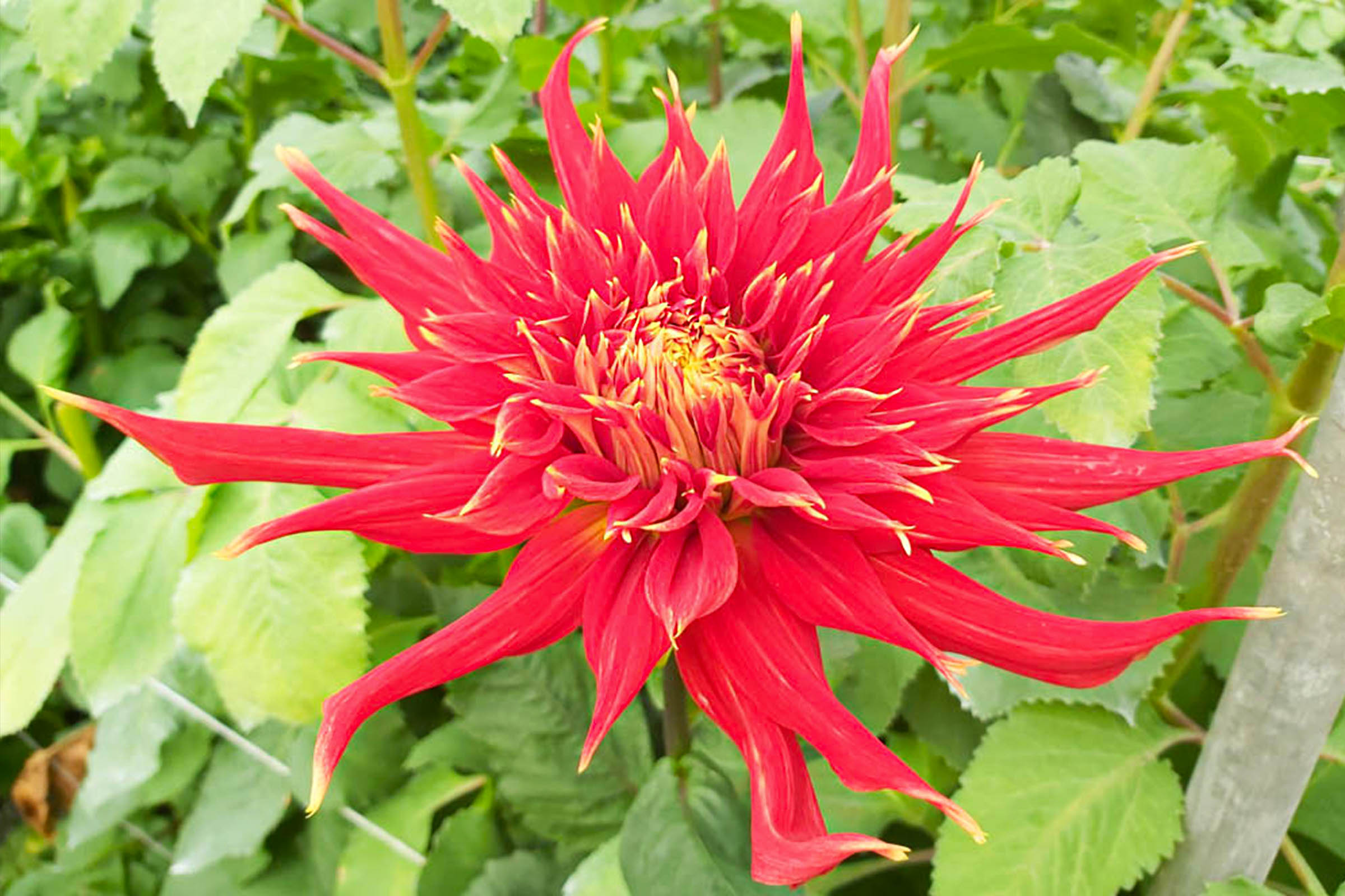 catch-that-summer-heat-with-the-dahlia-fireball-featured