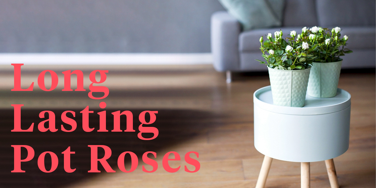 what-do-growers-think-of-jewel-pot-roses-from-de-ruiter-header