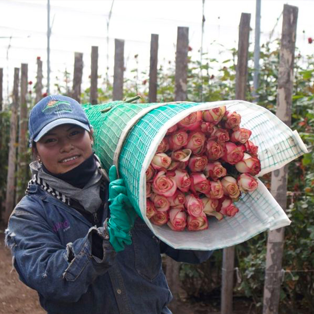 how-sustainable-is-a-rose-from-ecuador-featured