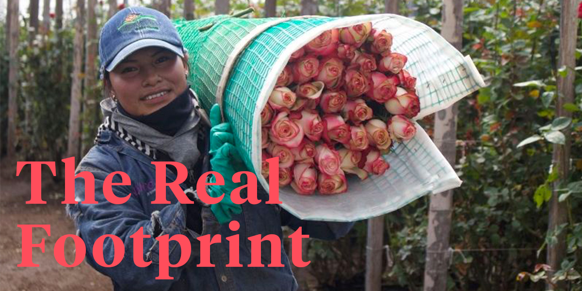 how-sustainable-is-a-rose-from-ecuador-header