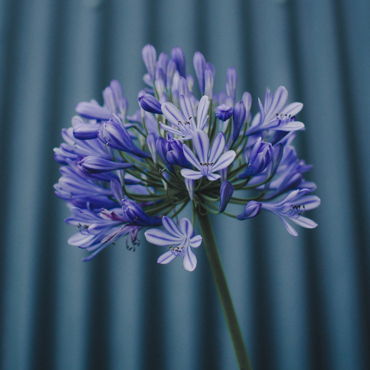 agapanthus-the-flower-of-love-featured