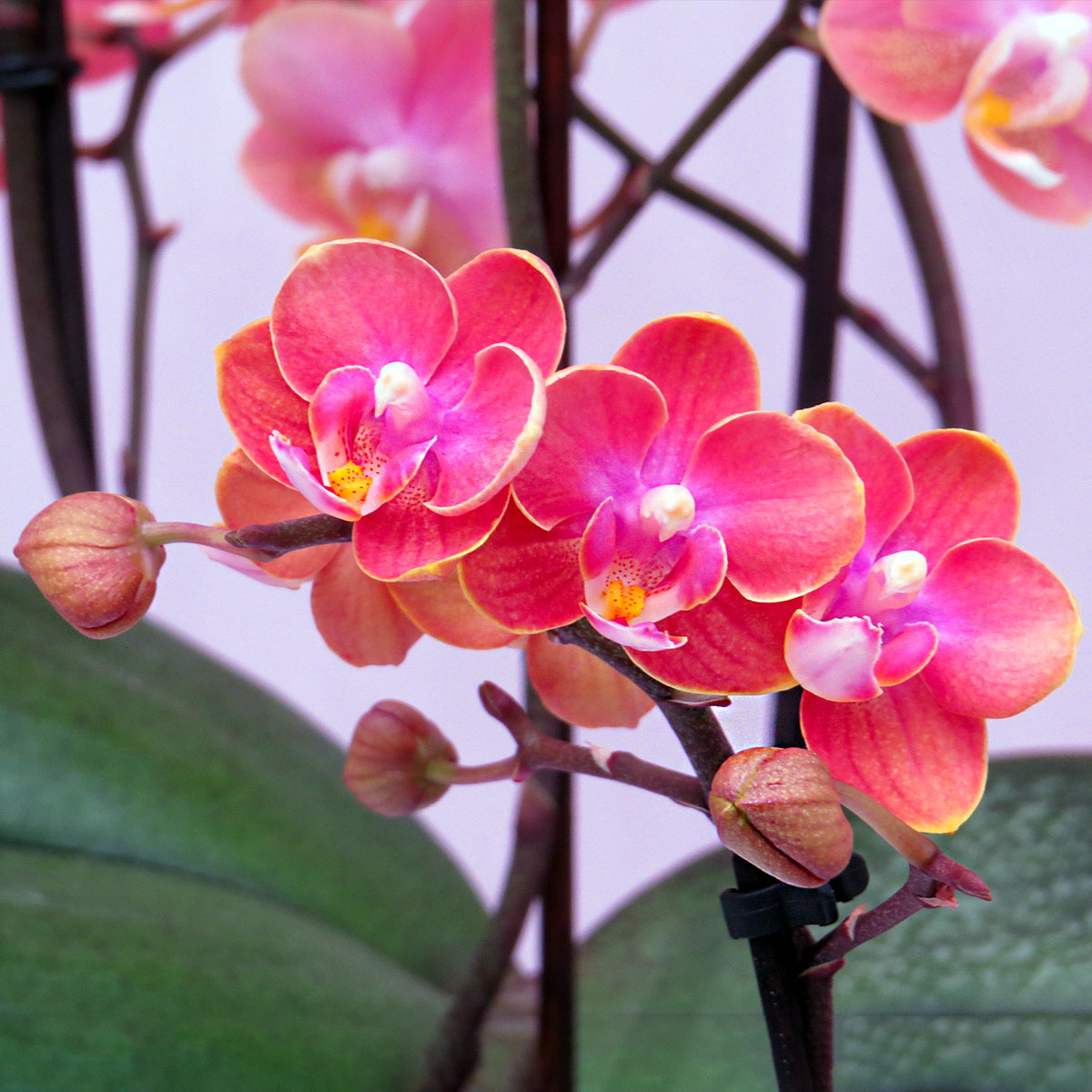 opti-flor-creates-a-total-experience-with-orchids-featured