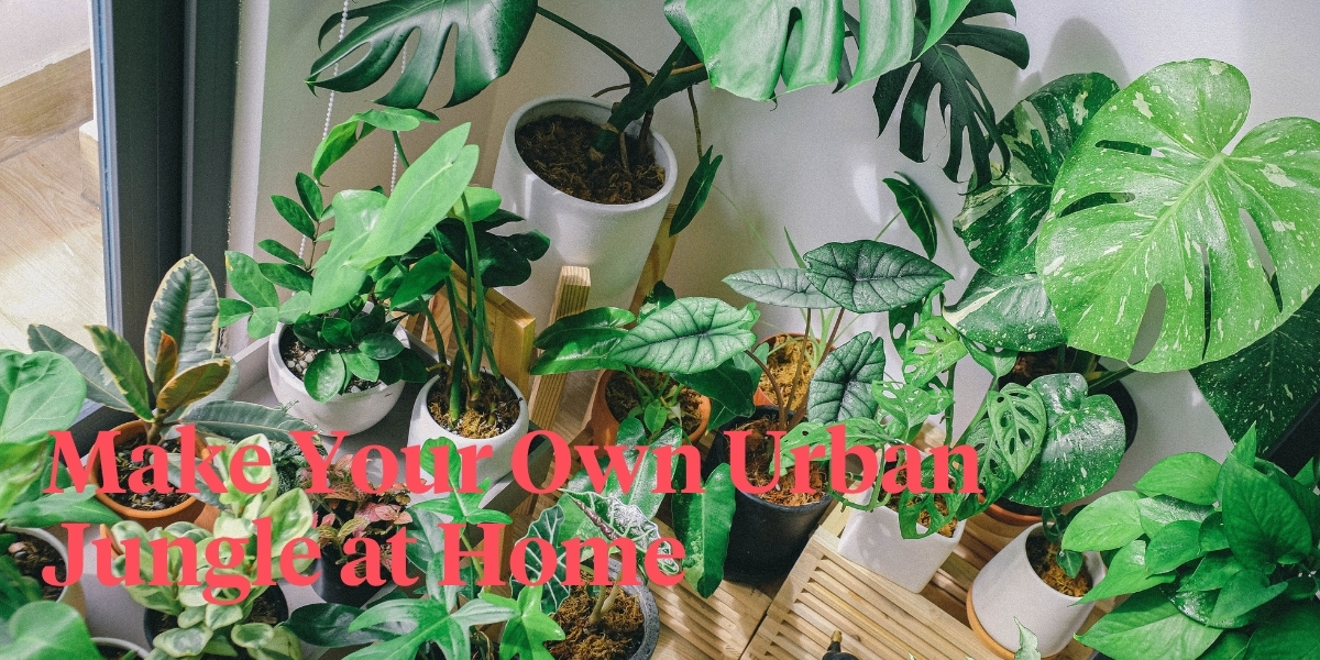 10-special-or-rare-houseplants-to-add-to-your-urban-jungle-header