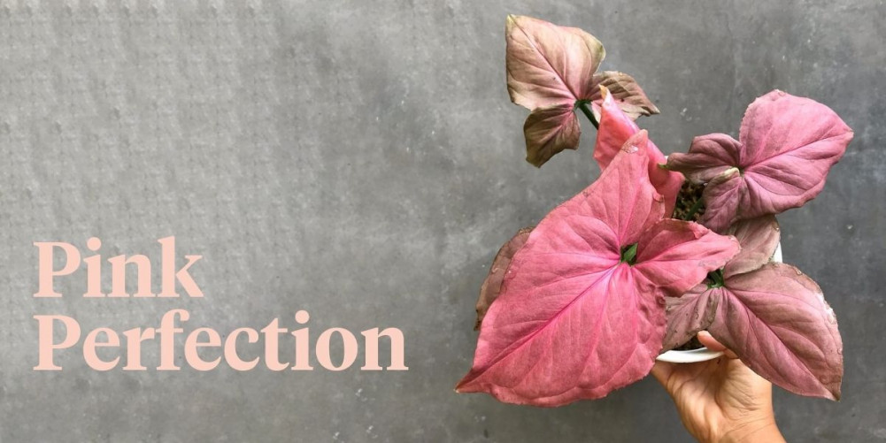 Syngonium Pink Perfection The Best Pink Indoor Plant? Article onThursd