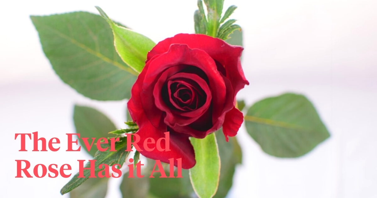 The Big Five Rose Edition - Part 1 - Red Roses - Article onThursd