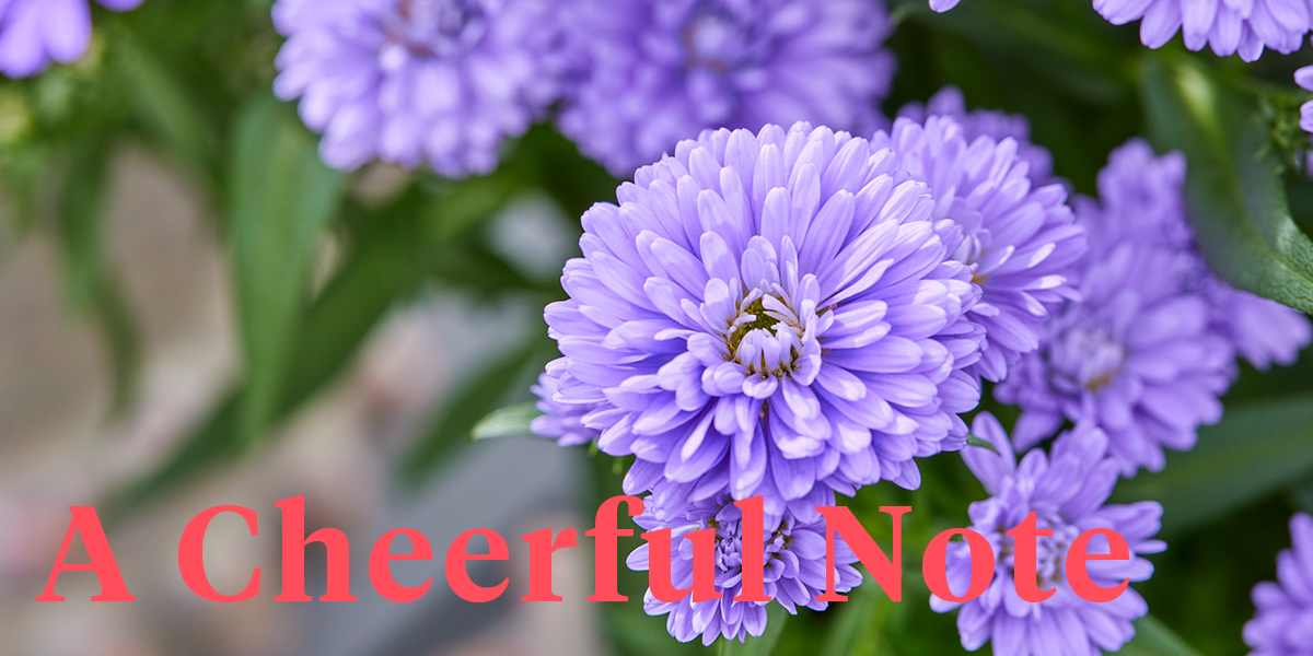 why-you-should-get-your-pot-asters-now-header