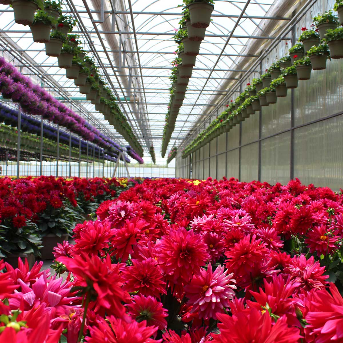 climate-neutral-production-in-the-horticultural-sector-featured