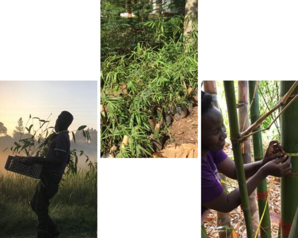 Bamboo-Village-Uganda-bamboo- bamboo growing - employees - TOTF2020