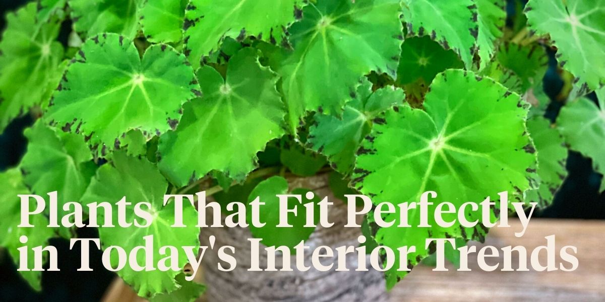 the-12-best-leaf-begonia-plants-that-thrive-indoors-header