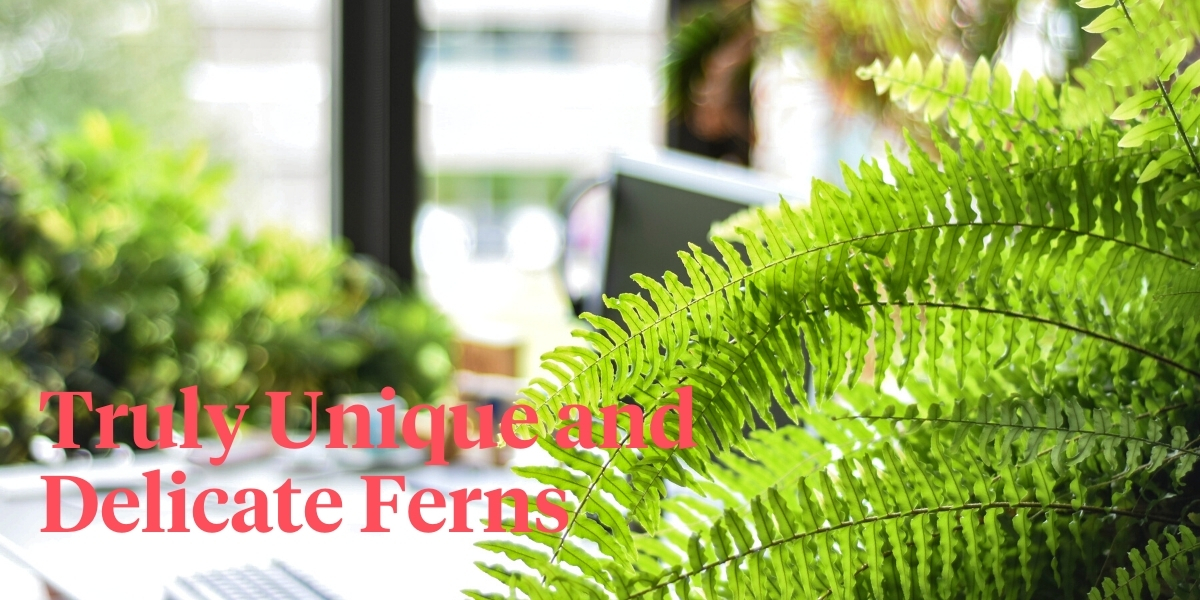 7-spectacular-ferns-youll-want-to-add-to-your-houseplant-collection-header