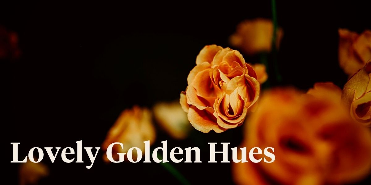 how-to-get-captured-by-the-heart-of-gold-rose-header