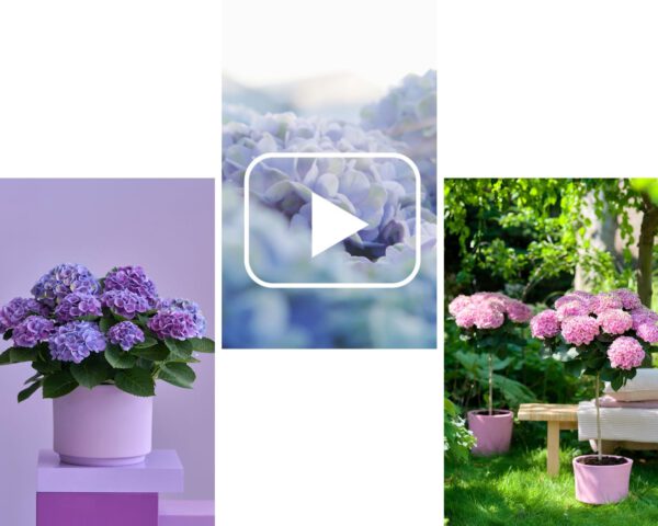 colorful moments with magical hydrangea compilation on thursd