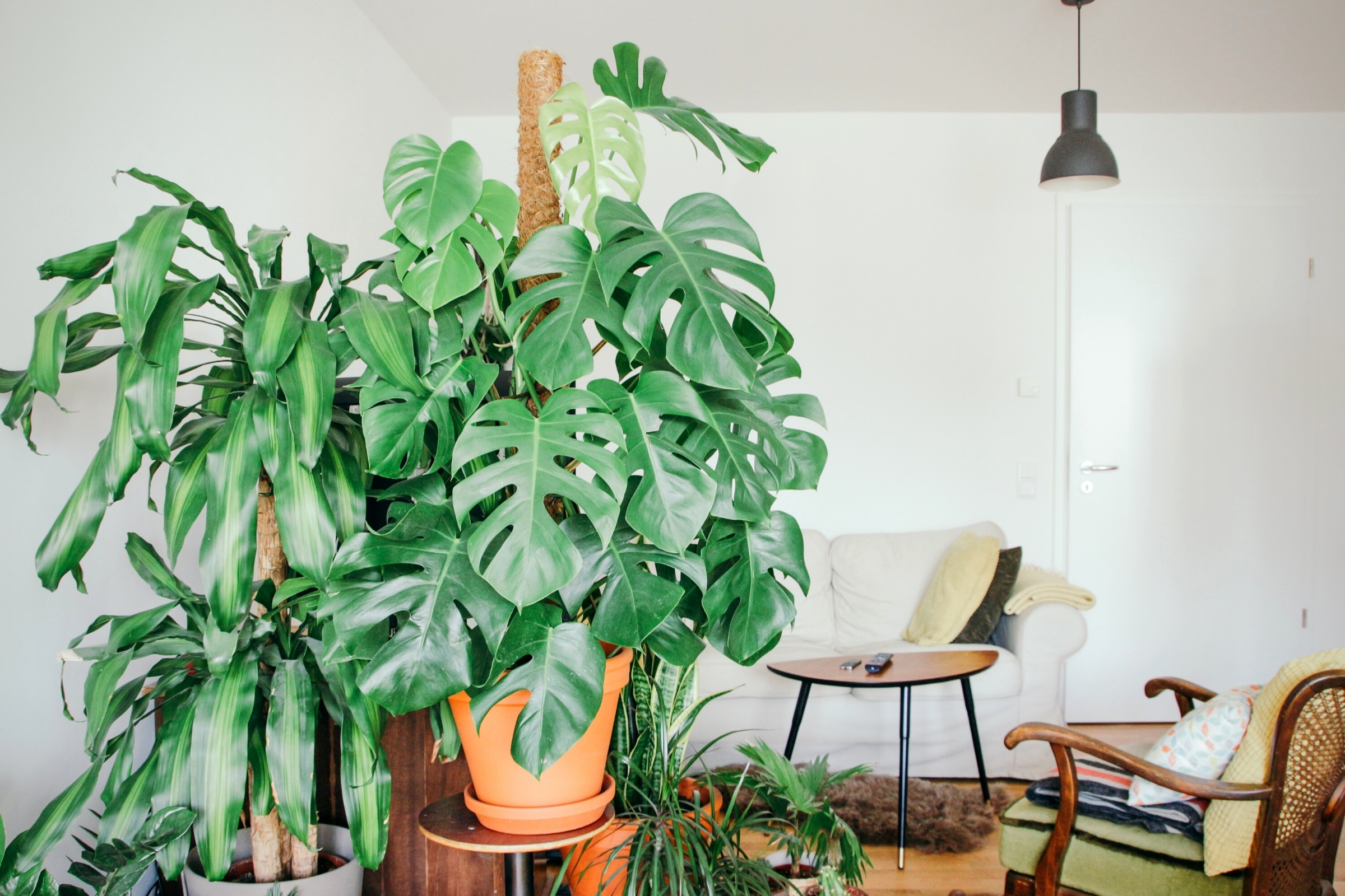 these-popular-houseplants-are-hot-on-instagram-right-now-featured