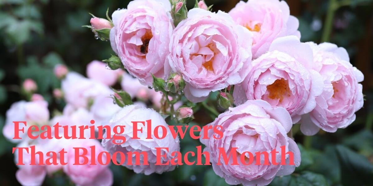london-blooms-turns-her-garden-into-a-botanical-calendar-header