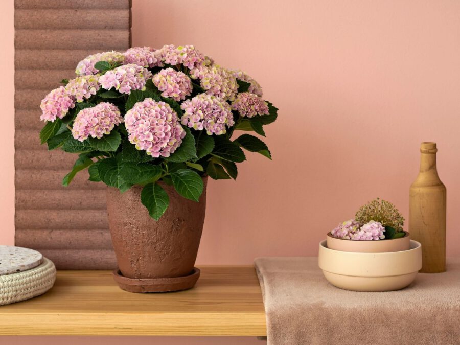 Indoor hydrangea deals