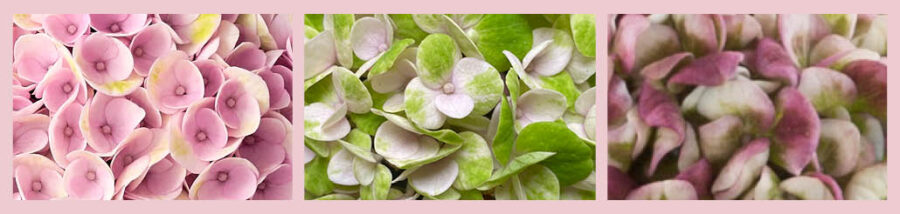 Magical Hydrangea Revolution pink color changes - colorful moments with magical hydrangea on thursd